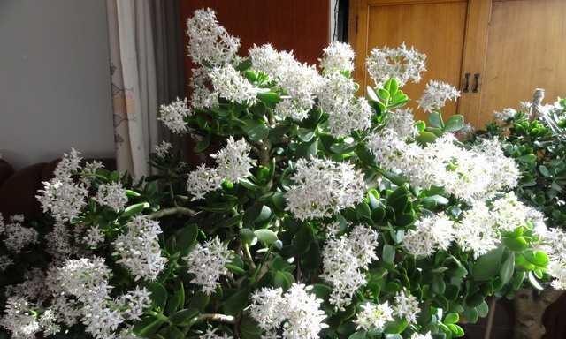 玉树开花预示着什么意思？玉树开花的含义和象征是什么？