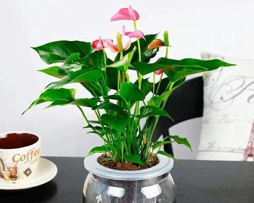 多菌灵浇红掌安全吗？使用方法和注意事项是什么？