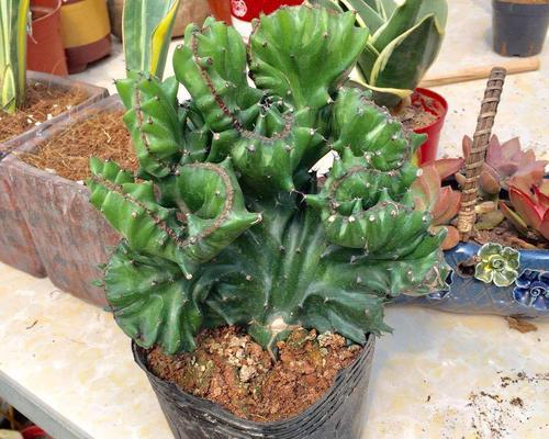 玉麒麟绿植的寓意是什么？如何养护玉麒麟？