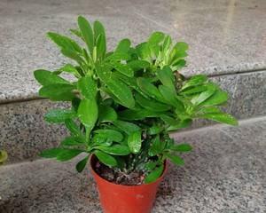 玉麒麟绿植的寓意是什么？如何养护玉麒麟？