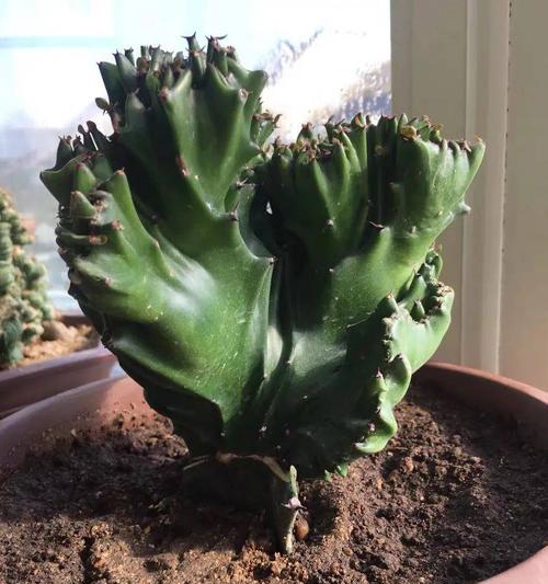 玉麒麟绿植的寓意是什么？如何养护玉麒麟？