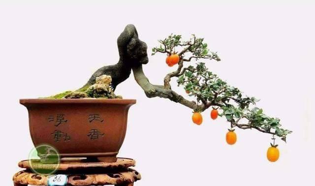 多菌灵用于金弹子的正确方法是什么？使用后需要注意什么？