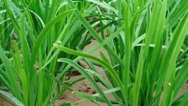 多菌灵用于浇韭菜是否安全？使用方法和注意事项是什么？