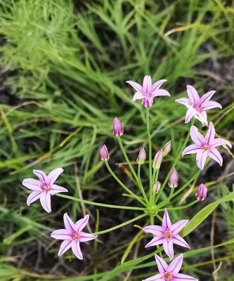 多菌灵用于浇韭菜是否安全？使用方法和注意事项是什么？