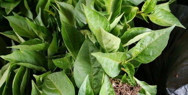 多菌灵用于辣椒时的正确方法和注意事项是什么？