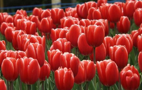 郁金香花代表什么意思？如何解读郁金香的花语？
