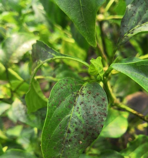 多菌灵用于辣椒时的正确方法和注意事项是什么？