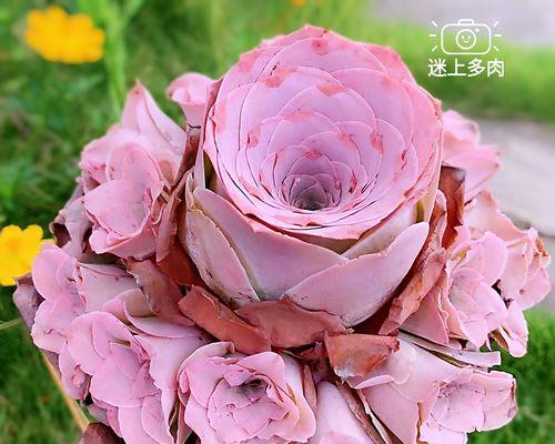 多菌灵浇玫瑰花安全吗？使用方法和注意事项是什么？