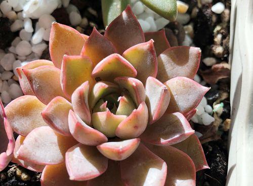 多菌灵浇玫瑰花安全吗？使用方法和注意事项是什么？