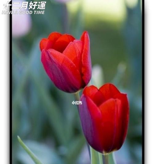 郁金香适合送什么人？郁金香花语能透露哪些信息？