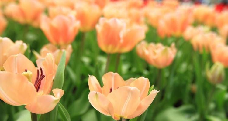 郁金香象征着什么？如何理解郁金香的花语含义？
