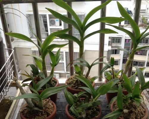 多菌灵用于石斛的正确方法是什么？使用后需要注意什么？