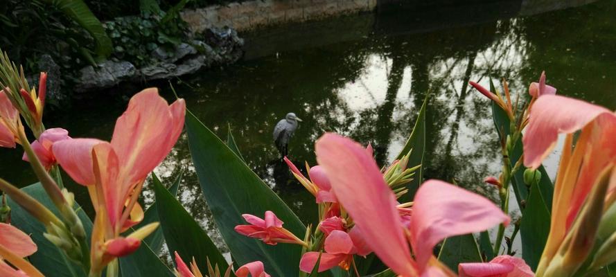 寓意金榜题名的花是什么？如何用花卉表达祝福？