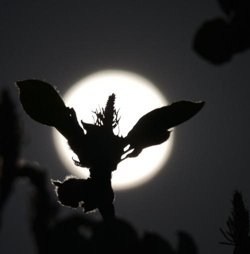 月光花的花语是什么？它在文化中承载了哪些意义？