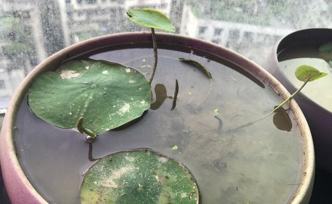 多菌灵对碗莲有影响吗？使用方法和注意事项是什么？