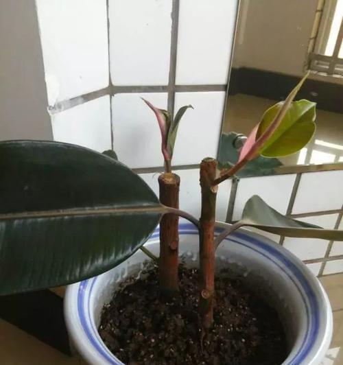 多菌灵浇五针松安全吗？使用方法和注意事项是什么？