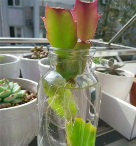 多菌灵对蟹爪兰有影响吗？使用方法和注意事项是什么？