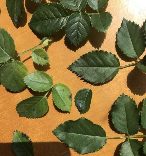 多菌灵用于月季养护的正确方法是什么？