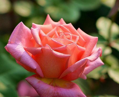 月季花的花语象征是什么？它的寓意有哪些常见问题？