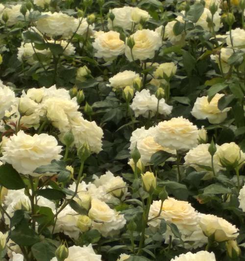 月季花的花语象征是什么？它的寓意有哪些常见问题？