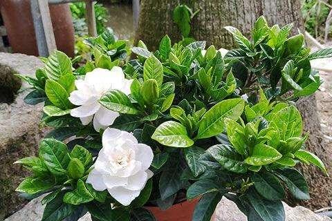 多菌灵浇栀子花的安全性如何？使用方法是什么？