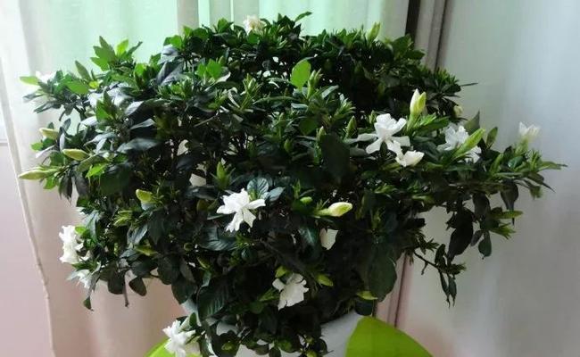多菌灵浇栀子花的安全性如何？使用方法是什么？