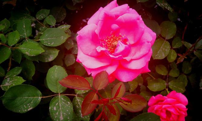 月季花何时绽放？它的花语又代表了什么？