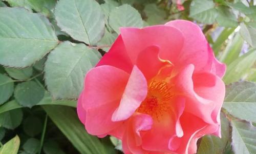 月季花语代表什么意思？如何解读月季的花语含义？