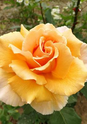 月季花语是什么？月季代表的意义有哪些？