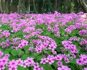 多年生草本花卉有哪些种类？如何选择适合的品种？