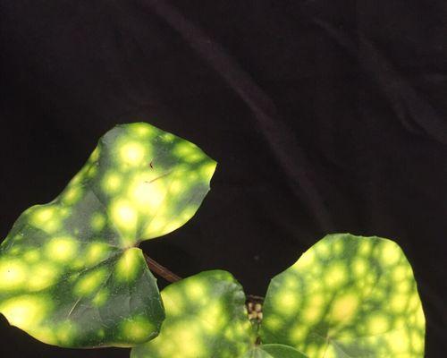 多年生花卉有哪些种类？如何选择适合的多年生植物？
