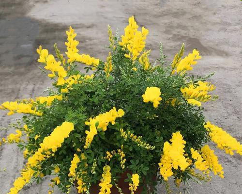 多年生木本花卉有哪些种类？如何选择适合的品种？