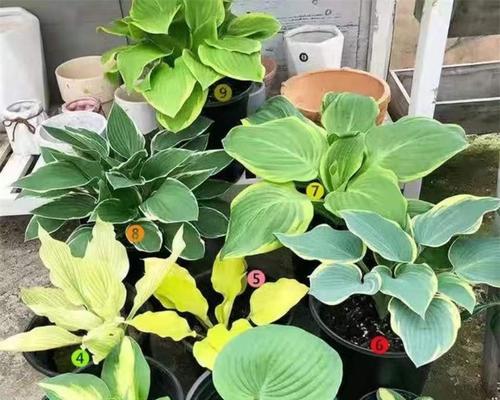 哪些多年生植物适合阴暗环境？耐阴花卉种类有哪些？