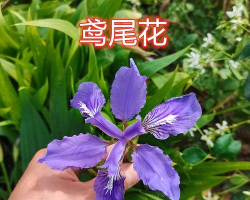 哪些多年生植物适合阴暗环境？耐阴花卉种类有哪些？