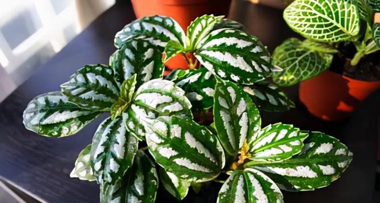 哪些多年生植物适合阴暗环境？耐阴花卉种类有哪些？
