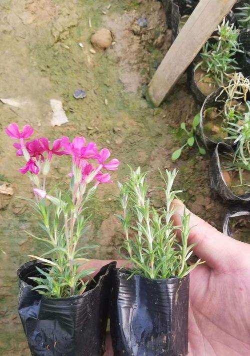 芝樱的花语是什么？它的名称由来有何含义？