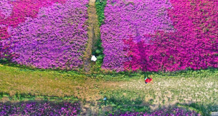 芝樱的花语是什么？它的名称由来有何含义？