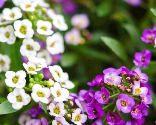 多年生宿根草本花卉有哪些种类？如何选择适合的花卉？