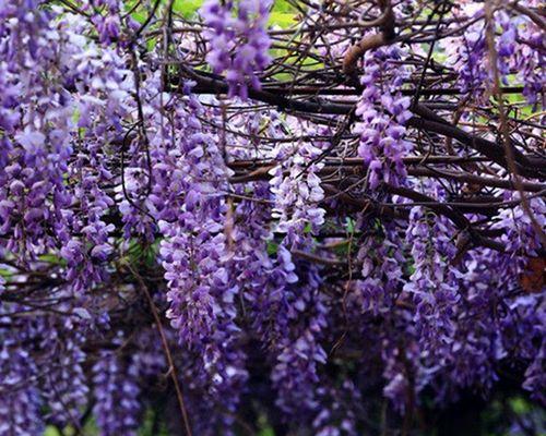 多年生藤本花卉有哪些种类？如何选择适合的藤本花卉？
