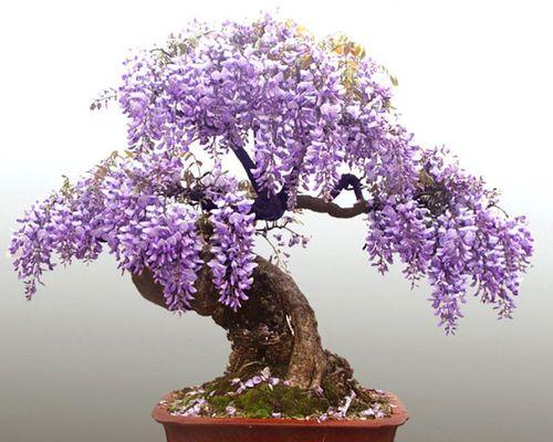 多年生藤本花卉有哪些种类？如何选择适合的藤本花卉？