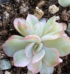多肉阿伦培怎么养？养殖过程中应注意哪些问题？