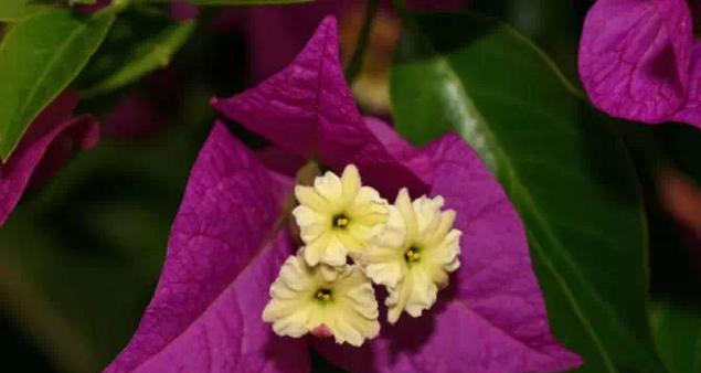 珠海市花象征什么含义？珠海市花的花语有哪些？