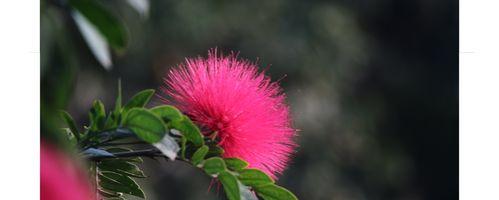 朱缨花的花语是什么？它象征着什么意义？