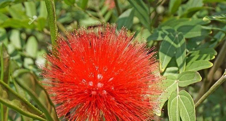 朱缨花的花语是什么？它象征着什么意义？