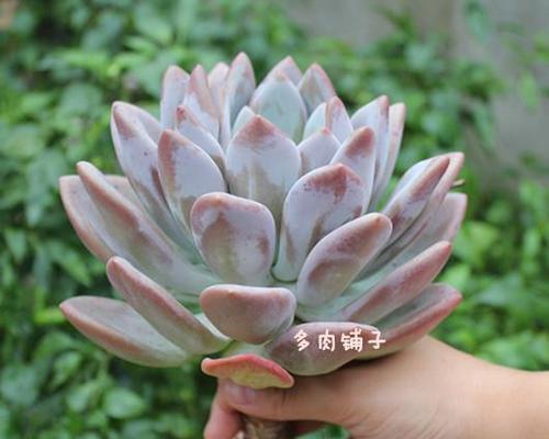 如何养殖多肉奥普琳娜？养殖过程中需要注意什么？