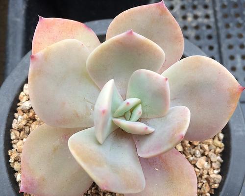 多肉白凤能长多大？养护技巧和生长极限是什么？
