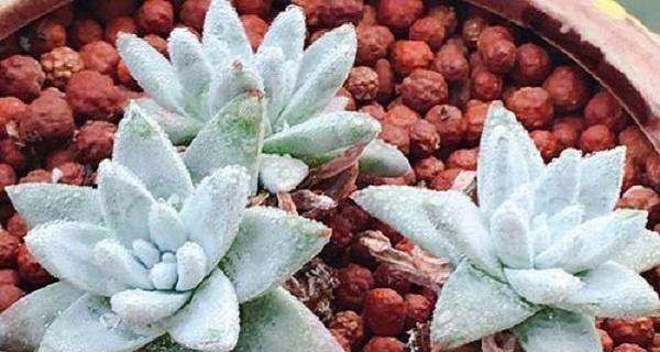 多肉白菊种植：深盆与浅盆哪个更合适？