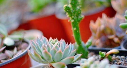 多肉白菊种植：深盆与浅盆哪个更合适？