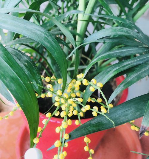 竹子为何会开花？开花背后的寓意是什么？