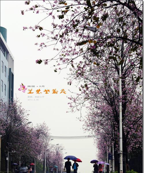 紫荆花象征哪个生肖？紫荆花与生肖的关联是什么？